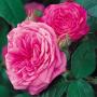 TRANDAFIRI Englezesti - David Austin - imagine 73005